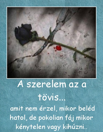 A szerelem az a tövis... A szerelem az a tövis...
amit nem érzel, mikor beléd hatol, de pokolian fáj mikor kénytelen vagy kihúzni..
