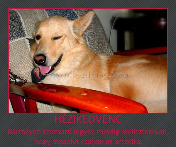Házikedvenc Házikedvenc
Bármilyen szomorú legyél, mindig melletted van, hogy mosolyt csaljon az arcodra.