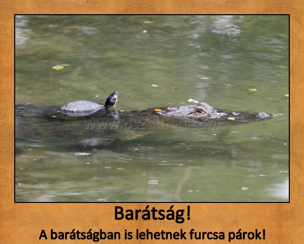 Barátság!
 
A barátságban is lehetnek furcsa párok!