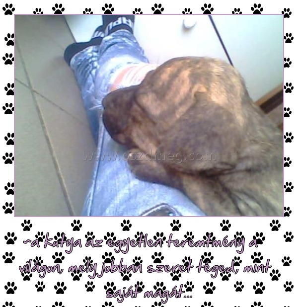 A kutya az egyetlen
 
~a kutya az egyetlen teremtmény a világon, mely jobban szeret téged, mint saját magát...