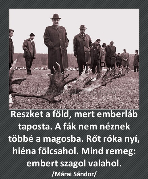 Reszket a föld, mert emberláb taposta. A fák nem néznek többé a magosba. Rőt róka nyí, hiéna fölcsahol. Mind remeg: embert szagol valahol.
 
/Márai Sándor/