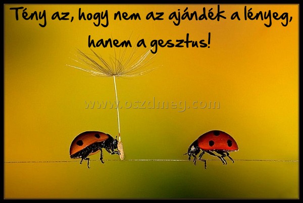 Tény az
 
Tény az, hogy nem az ajándék a lényeg, hanem a gesztus! 