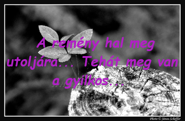 A remény hal meg
 
A remény hal meg utoljára... Tehát meg van a gyilkos...