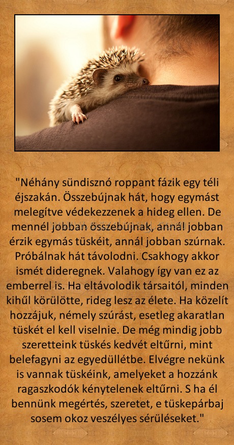 "Néhány sündisznó roppant fázik egy téli éjszakán
 
