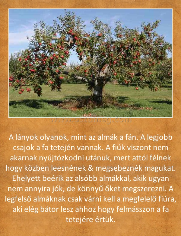 
 
A lányok olyanok, mint az almák a fán. A legjobb csajok a fa tetején vannak. A fiúk viszont nem akarnak nyújtózkodni utánuk, mert attól félnek hogy közben leesnének & megsebeznék magukat. Ehelyett beérik az alsóbb almákkal, akik ugyan nem annyira jók, de könnyű őket megszerezni. A legfelső almáknak csak várni kell a megfelelő fiúra, aki elég bátor lesz ahhoz hogy felmásszon a fa tetejére értük.