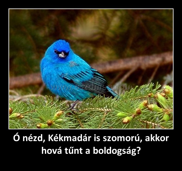 Ó nézd, Kékmadár is szomorú, akkor hová tűnt a boldogság?
 
