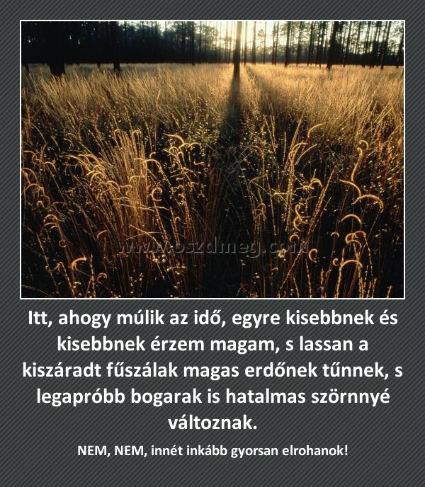 Itt, ahogy múlik az idő, egyre kisebbnek és kisebbnek érzem magam, s lassan a kiszáradt fűszálak magas erdőnek tűnnek, s legapróbb bogarak is hatalmas szörnnyé változnak.
 
NEM, NEM, innét inkább gyorsan elrohanok!