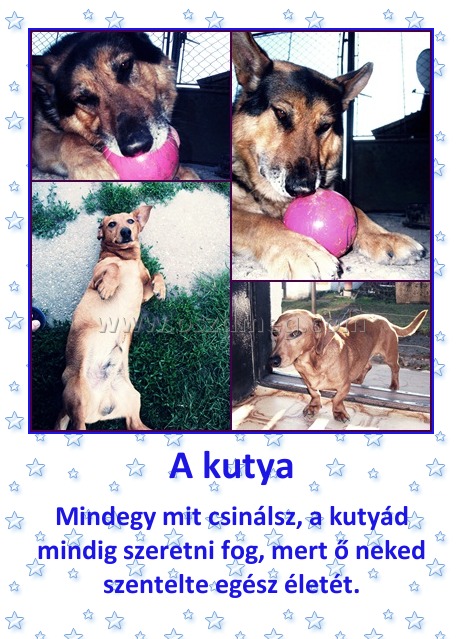 A kutya
 
Mindegy mit csinálsz, a kutyád mindig szeretni fog, mert ő neked szentelte egész életét.