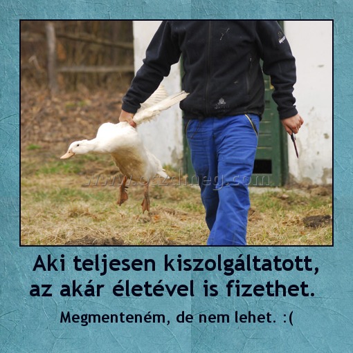 Aki teljesen kiszolgáltatott, az akár életével is fizethet. Aki teljesen kiszolgáltatott, az akár életével is fizethet.
Megmenteném, de nem lehet. :(