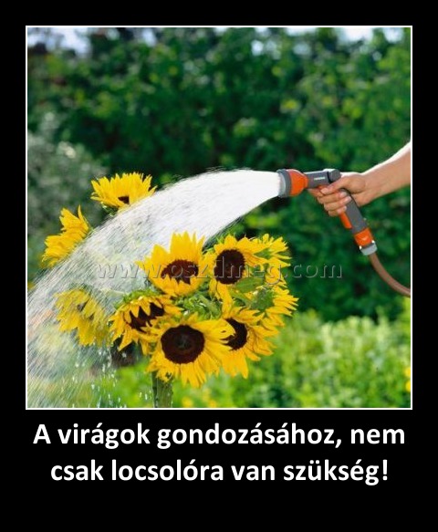 A virágok gondozásához, nem csak locsolóra van szükség!
 

