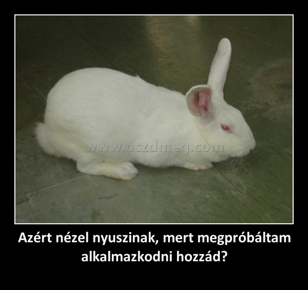 Azért nézel nyuszinak, mert megpróbáltam alkalmazkodni hozzád?
 
