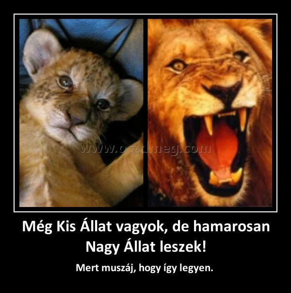 Még Kis Állat vagyok, de hamarosan Nagy Állat leszek!
 
Mert muszáj, hogy így legyen. 