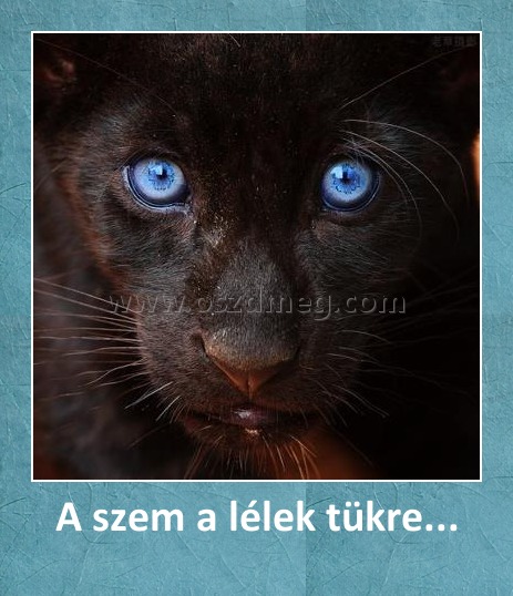 A szem a lélek tükre...
 
