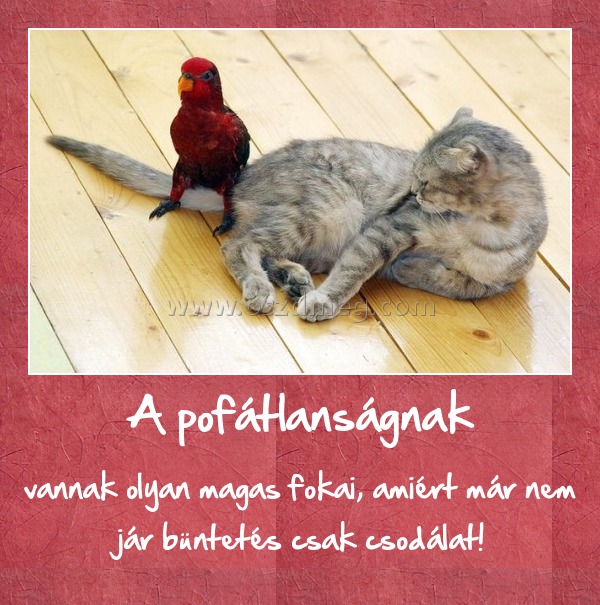 A pofátlanságnak
 
vannak olyan magas fokai, amiért már nem jár büntetés csak csodálat!