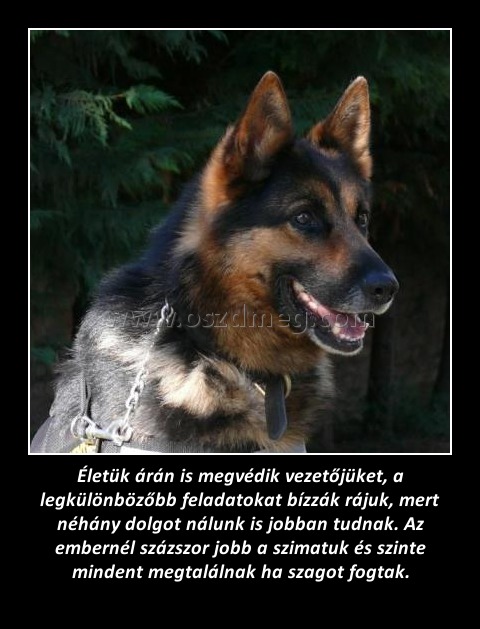 Életük árán is megvédik vezetőjüket, a legkülönbözőbb feladatokat bízzák rájuk, mert néhány dolgot nálunk is jobban tudnak. Az embernél százszor jobb a szimatuk és szinte mindent megtalálnak ha szagot fogtak. Életük árán is megvédik vezetőjüket, a legkülönbözőbb feladatokat bízzák rájuk, mert néhány dolgot nálunk is jobban tudnak. Az embernél százszor jobb a szimatuk és szinte mindent megtalálnak ha szagot fogtak.