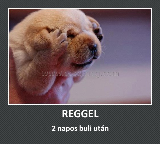 REGGEL
 
2 napos buli után