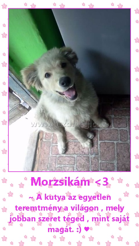 Morzsikám <3 Morzsikám <3
~ A kutya az egyetlen teremtmény a világon , mely jobban szeret téged , mint saját magát. :) ♥
