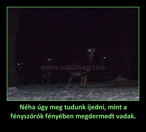 Néha úgy meg tudunk ijedni, mint a fényszórók fényében megdermedt vadak. Néha úgy meg tudunk ijedni, mint a fényszórók fényében megdermedt vadak.