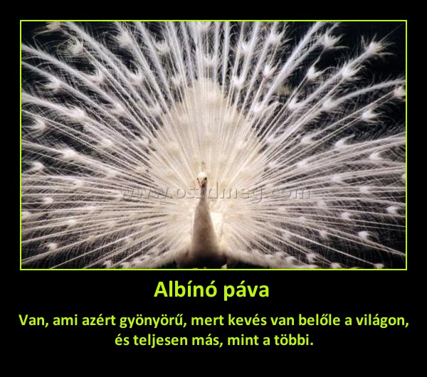 Albínó páva Albínó páva
Van, ami azért gyönyörű, mert kevés van belőle a világon, és teljesen más, mint a többi.