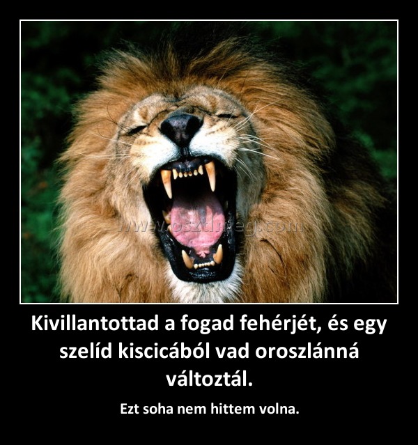 Kivillantottad a fogad fehérjét, és egy szelíd kiscicából vad oroszlánná változtál. Kivillantottad a fogad fehérjét, és egy szelíd kiscicából vad oroszlánná változtál.
Ezt soha nem hittem volna.