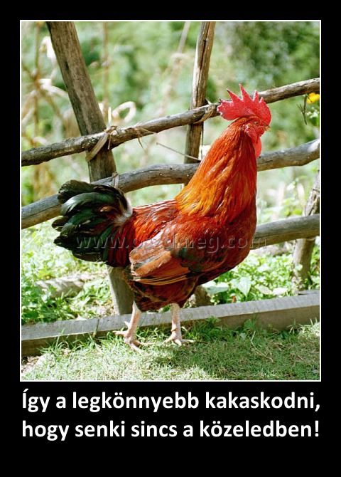 Így a legkönnyebb kakaskodni, hogy senki sincs a közeledben!
 
