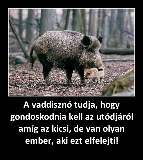 A vaddisznó tudja, hogy gondoskodnia kell az utódjáról amíg az kicsi, de van olyan ember, aki ezt elfelejti! A vaddisznó tudja, hogy gondoskodnia kell az utódjáról amíg az kicsi, de van olyan ember, aki ezt elfelejti!